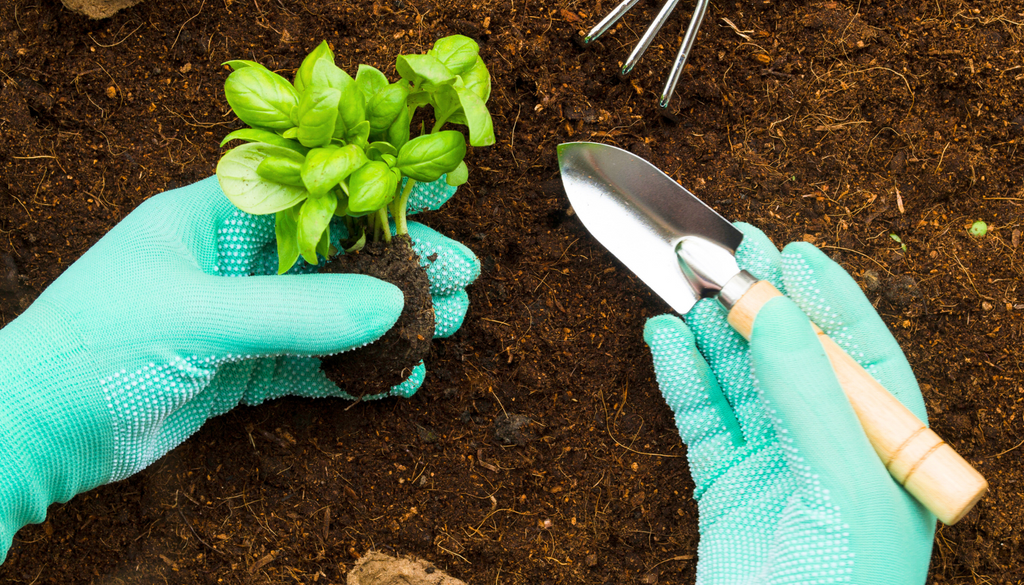 Indoor vs. Outdoor Gardening: Which is Better for Sustainability in 2025?
