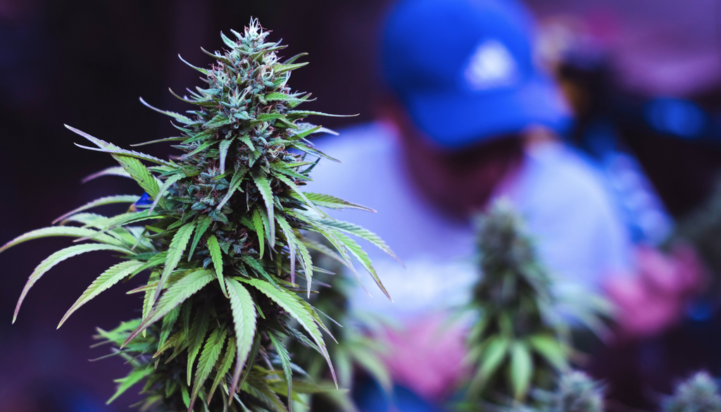 The Ultimate Week-by-Week Cannabis Flowering Nutrient Guide for All Growers