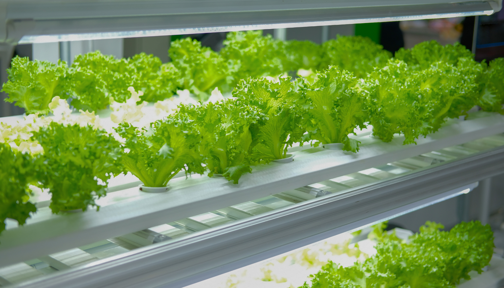 Creative DIY Solutions for Small-Space Indoor Growing
