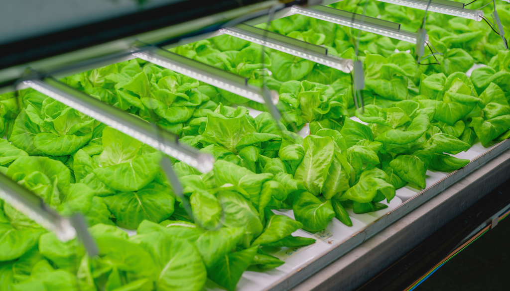 Hydroponic or Aeroponic Systems: Which is Better for New Indoor Growers