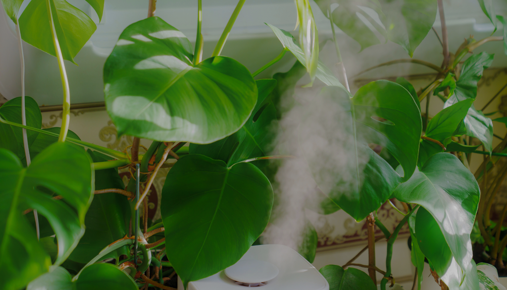 Humidification Strategies For Different Growing Seasons