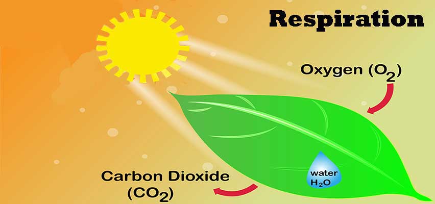 All About VPD: Vapor Pressure Deficit