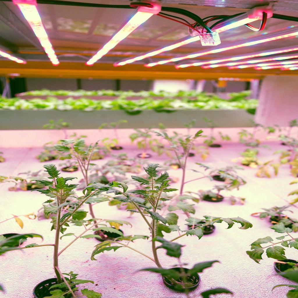 Growing Blueberries Indoors: A Complete Guide for Urban Gardeners and Canna Cultivars .