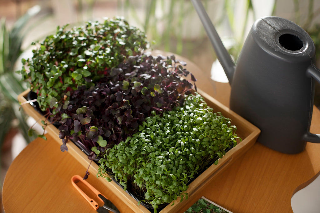 Starting a Micro-Green Business: A Lucrative and Fulfilling Venture