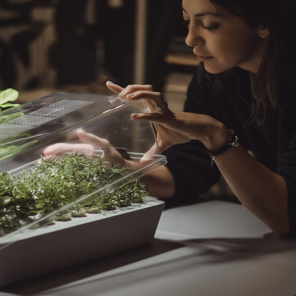 How to Build a DIY Hydroponic System for Beginners Under $200