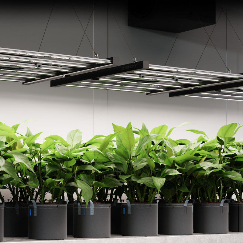 Indoor gardening setup featuring suspended LED grow lights and thriving plants in professional growing containers.