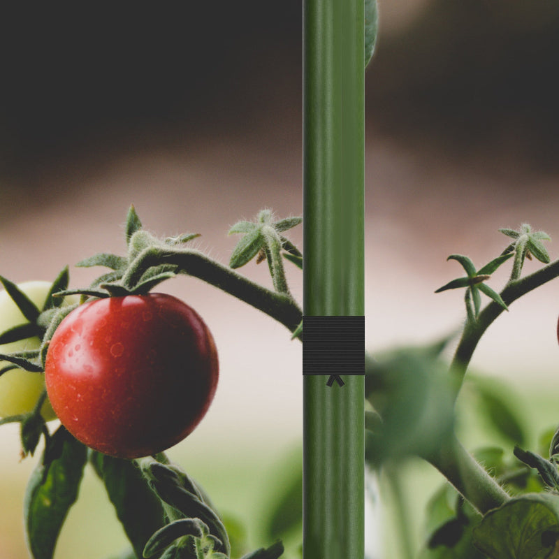 Plant twist ties securing tomato plant stem - practical demonstration of 100M garden tie roll with built-in cutter for precise support.