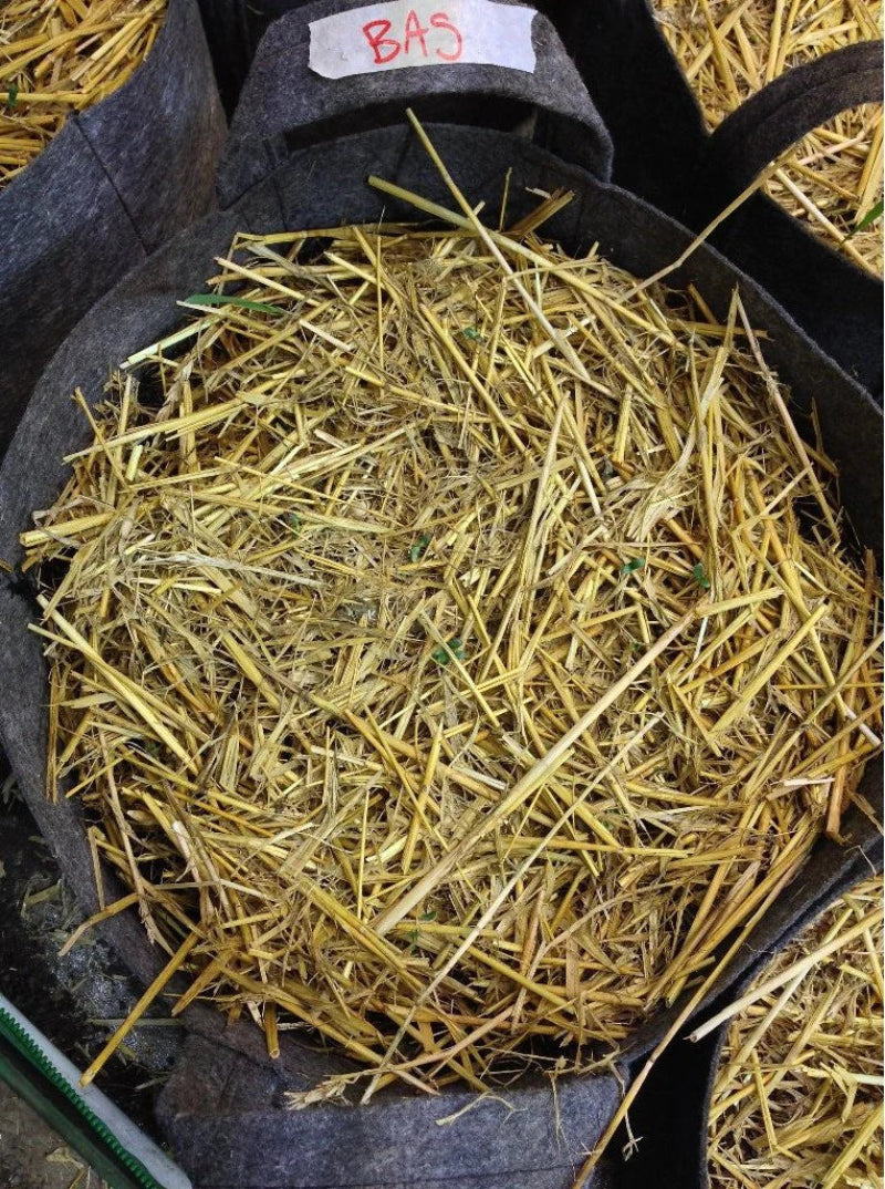 BuildASoil Organic Straw Mulch in fabric grow pot - premium natural garden mulch for moisture retention and soil protection.