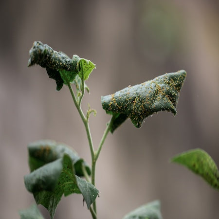 How to Prevent and Treat Common Indoor Plant Diseases Naturally